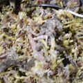 Cooksnap dari Joana Oky Tari untuk resep Tumis bunga pepaya tongkol suwir ala bunda jkb