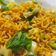 Cooksnap dari vadiah untuk resep Mie tapi Bukan Mie instan