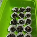 Cooksnap dari Meri Astuti untuk resep Cookies Coco Crunch 🍫🍫🍪