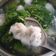 無舒 的 青菜餛飩蛋花湯 cooksnap