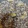 Anjali Pawar का कुकस्नैप जब उन्होंने साबुदाना खिचड़ी (Sabudana khichdi recipe in hindi) बनाया था।
