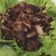 Cooksnap dari UmmuAbrar Kiky Harly untuk resep Simple Bulgogi (Korean BBQ)