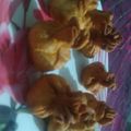 Assis Kumar's cooksnap of when they made Paneer potli kebabs.