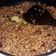 Cooksnap dari rifa balghaits untuk resep Orek tempe kering