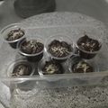 Cooksnap dari Bunda Raline untuk resep Brownies instan kukus nutricake