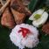 Cooksnap dari Hezty_azzahra untuk resep Bandeng Presto #Dandelion