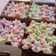 Cooksnap dari Vhtree Ana untuk resep Bolu kukus tanpa SODA tanpa BP