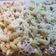 Cooksnap dari ekitchen untuk resep Schotel Macaroni Mozarella