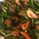 Cooksnap dari Handayani untuk resep Cah jamur kuping/jamur hitam