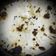 Twinkal Kalpesh Kabrawala's cooksnap of when they made તંદૂરી રોટી (Tandoori Roti recipe in Gujarati).