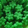 Cooksnap dari Imun untuk resep Brownies kukus pandan