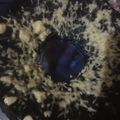 Cooksnap dari amalia untuk resep Bolu oreo keju kukus