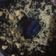 Cooksnap dari amalia untuk resep Bolu oreo keju kukus