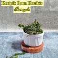 Cooksnap dari Linda Elzora untuk resep Keripik Daun Melinjo