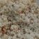 Cooksnap dari Nyanyak Khairunnisa untuk resep Nasi goreng kecombrang gampang rasa nendang bambang gulindang