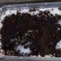 Cooksnap dari Any Fitriah untuk resep Puding Susu Oreo Simple