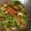 Cooksnap dari Evins Mamarimbing-Kumendong untuk resep Salad sayur tanpa mayonnaise (diet kalori)