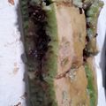 Cooksnap dari mardiana untuk resep Martabak Manis Pandan Tante (Tanpa Telur)