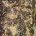 heather.thacker.50's cooksnap of when they made Pioneer Womans Knock you Naked Brownies.