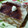 El cooksnap de Elena M cuando hizo Tiramisú fácil.