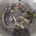 Cooksnap dari Black Jack untuk resep Cumi Masak Hitam (Tinta)