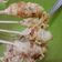 Cooksnap dari KIM NS untuk resep Sate telur gulung