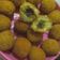 Cooksnap dari Feniningtyas Rias PP untuk resep Bola Bola Pisang Coklat Lumer