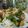 Abhilasha Singh's cooksnap of when they made Samosa chat.