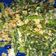 Cooksnap dari keke andhiny untuk resep Kluban a.k.a Urap Jawa Khas Pekalongan