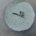 Shiksha Swami's cooksnap of when they made Coconut white chutney.