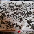 Cooksnap από marymyt στη συνταγή Η σοκολατένια απόλαυση