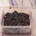 Cooksnap dari Sari Mutiarani untuk resep Cumi Masak Hitam Pedas ala Chef Muhammad - Dijamin Enak