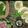 Monika gupta 's cooksnap of when they made Stuffed idli discs.
