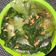 Cooksnap dari Yulianti untuk resep Pokcoy Siram Bawang Putih