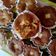 Cooksnap dari Tyas untuk resep Bolu Kukus Kacang Ijo