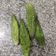 Kirtana Pathak's cooksnap of when they made કારેલા નું શાક (Karela Shak Recipe In Gujarati).