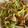 闕琪琪 的 芹菜炒豆包肉絲 cooksnap
