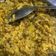 Jayshree Soni's cooksnap of when they made પંજાબી ખિચડી (Punjabi Khichdi Recipe In Gujarati).