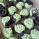 Cooksnap dari r.muriani untuk resep Bolu Kukus Pandan Ketan Hitam