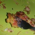 Cooksnap dari Ummah untuk resep Pizza Roti Tawar-teflon super simple