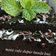 Cooksnap dari Riri Febrina untuk resep Brownies kukus glaze chocolate
