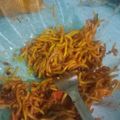 Cooksnap dari Esa untuk resep Mie Goreng Kuning Spesial