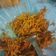 Cooksnap dari Esa untuk resep Mie Goreng Kuning Spesial