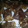 larissaoldenhof's cooksnap of when they made Mars bar Slice.