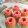 Cooksnap dari Noni Sukmawati untuk resep Bolu Kukus Semangka
