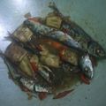 Cooksnap dari eka sari untuk resep Tumis ikan cue keranjang