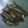 Cooksnap dari eka sari untuk resep Tumis ikan cue keranjang