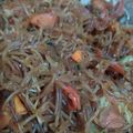 Cooksnap dari Oryza Sativa A untuk resep Japchae(bihun goreng korea)