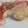 El cooksnap de ari cuando hizo Colas de rape con salsa de gambas.