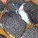 El cooksnap de Elisol cuando hizo Tortitas negras.